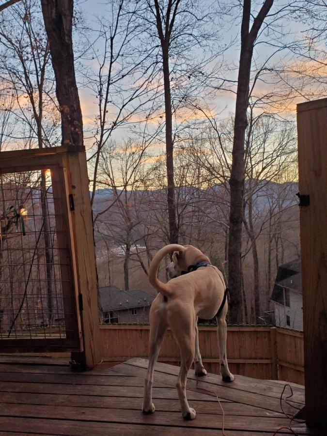 Treehouse Cathedral In Blue Ridge Mountains, Nc Villa Burnsville Dış mekan fotoğraf